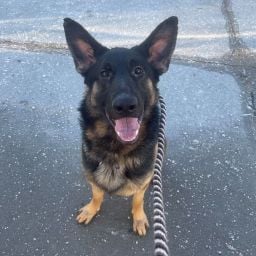 Nonpareil pet pics Jasper 1.14.23.jpeg